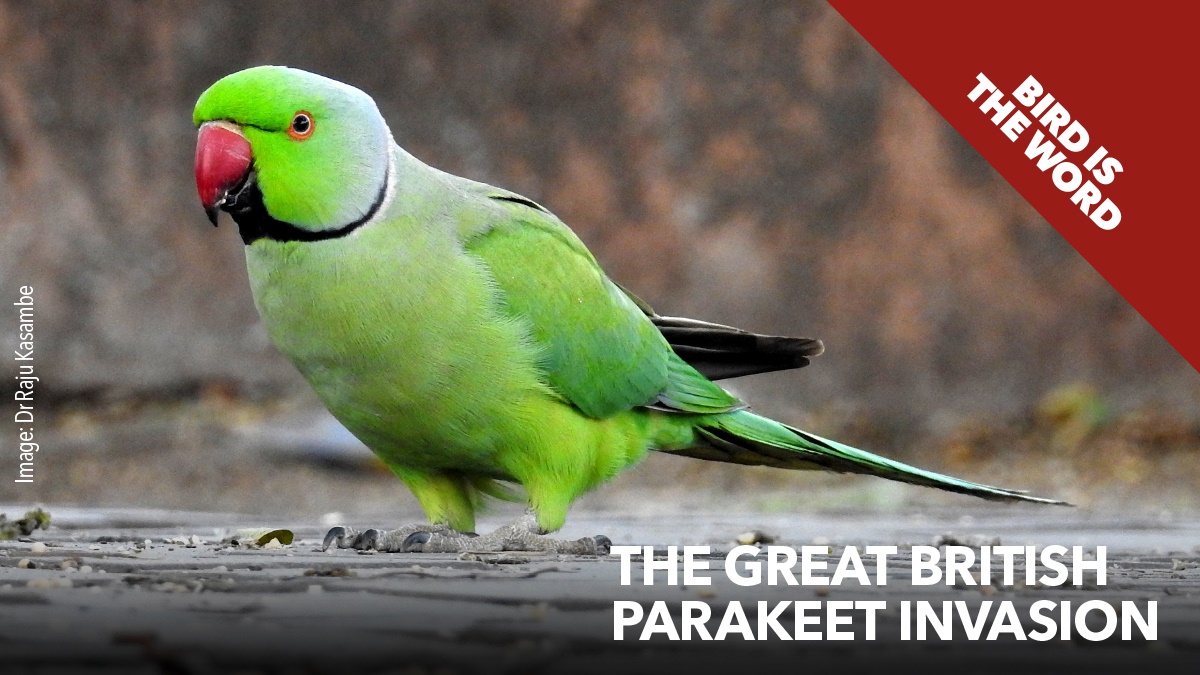 The great British parakeet invasion The great British parakeet invasion